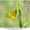 colias alfacariensis male1